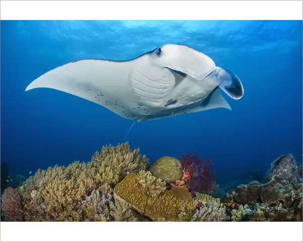 RF - Reef manta (Mobula alfredi) female swimming close to a coral reef, while Cleaner wrasse