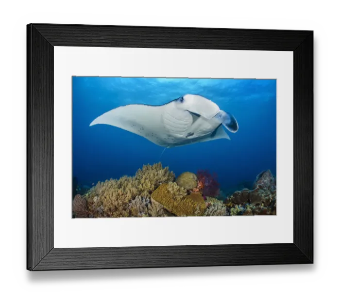 Framed Print : RF - Reef manta (Mobula alfredi) female swimming close to a coral reef, while Cleaner wrasse Framed Print : RF - Reef manta (Mobula alfredi) female swimming close to a coral reef, while Cleaner wrasse