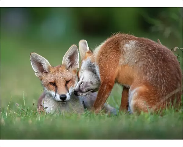 Red fox (Vulpes vulpes) dog interacting with a vixen in an urban garden. North London, UK. July