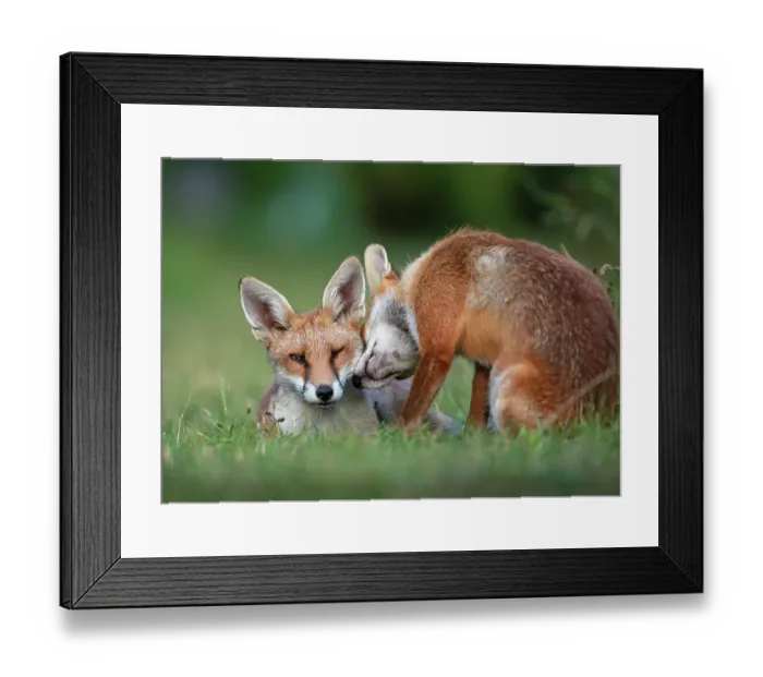 Framed Print : Red fox (Vulpes vulpes) dog interacting with a vixen in an urban garden. North London, UK. July Framed Print : Red fox (Vulpes vulpes) dog interacting with a vixen in an urban garden. North London, UK. July
