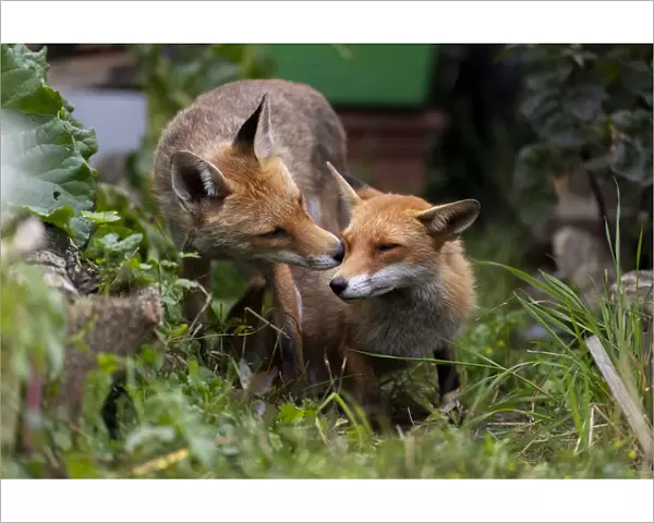 Red fox (Vulpes vulpes) dog interacting with a vixen in an urban garden. North London, UK