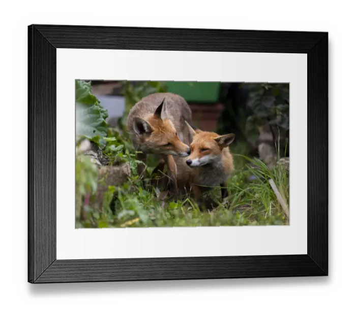 Framed Print : Red fox (Vulpes vulpes) dog interacting with a vixen in an urban garden. North London, UK Framed Print : Red fox (Vulpes vulpes) dog interacting with a vixen in an urban garden. North London, UK