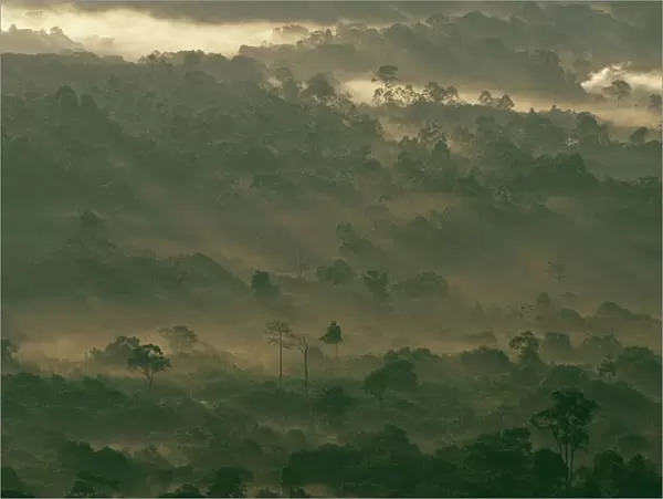 Kakamega Forest at dawn, Kenya