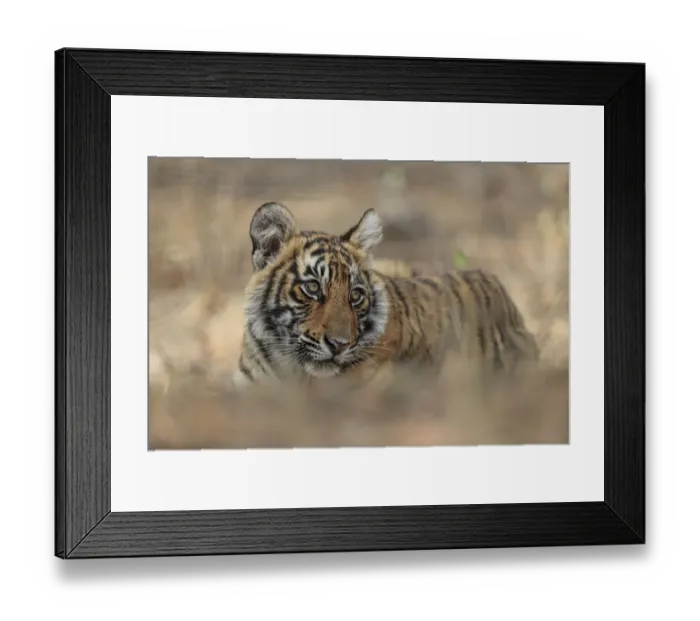Framed Print : Bengal Tiger (Panthera tigris) cub, low angle, Ranthambhore National Park, India Framed Print : Bengal Tiger (Panthera tigris) cub, low angle, Ranthambhore National Park, India
