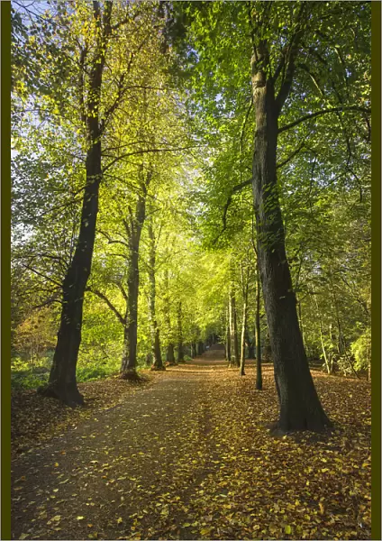 Lime Avenue a famous row of Lime trees (Tilia Sp) Hampstead Heath, London, England, UK