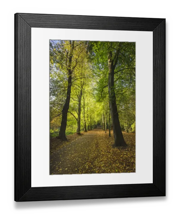 Framed Print : Lime Avenue a famous row of Lime trees (Tilia Sp) Hampstead Heath, London, England, UK Framed Print : Lime Avenue a famous row of Lime trees (Tilia Sp) Hampstead Heath, London, England, UK