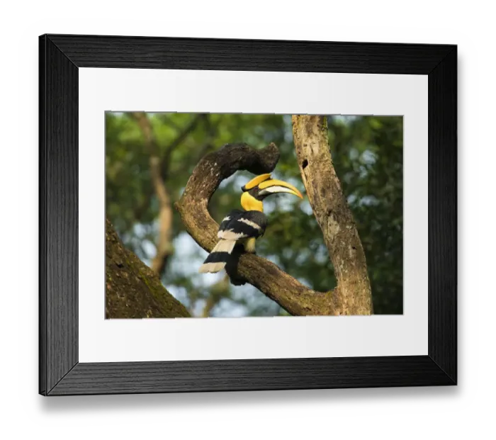 Framed Print : Great Indian Hornbill (Buceros bicornis) in forest habitat, Tamil Nadu, Western Ghats Framed Print : Great Indian Hornbill (Buceros bicornis) in forest habitat, Tamil Nadu, Western Ghats