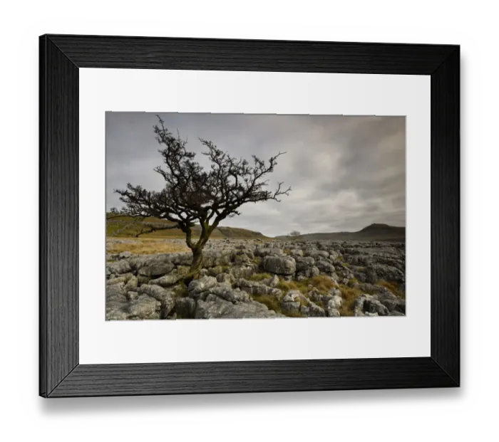 Framed Print : Common Hawthorn (Crataegus monogyna) tree growing out of joints in Carboniferous limestone Framed Print : Common Hawthorn (Crataegus monogyna) tree growing out of joints in Carboniferous limestone