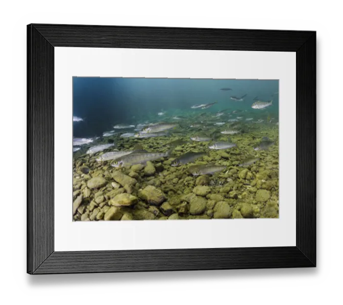 Framed Print : Grayling (Thymallus thymallus) in the upper reaches of the Lena River. Baikalo-Lensky Reserve Framed Print : Grayling (Thymallus thymallus) in the upper reaches of the Lena River. Baikalo-Lensky Reserve