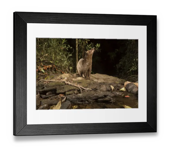 Framed Print : Brown / Jerdonas palm civet (Paradoxurus jerdoni) Western Ghats, Karnataka, India Framed Print : Brown / Jerdonas palm civet (Paradoxurus jerdoni) Western Ghats, Karnataka, India