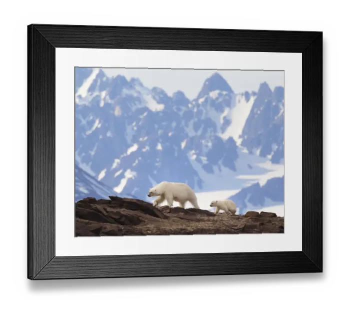 Framed Print : Polar Bear (Ursus maritimus) with cub, Svalbard, Norway, July Framed Print : Polar Bear (Ursus maritimus) with cub, Svalbard, Norway, July