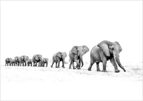 Elephant (Loxodonta africana) herd walking in a line, Etosha National Park, Namibia