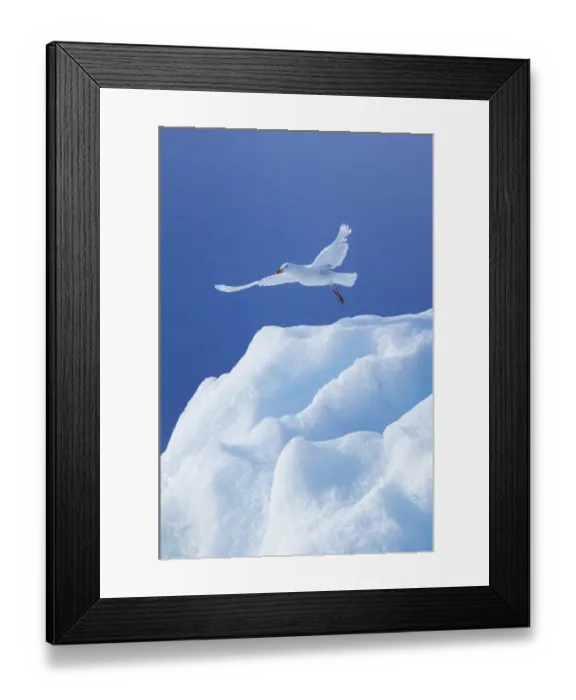 Framed Print : Glaucous Gull (Larus hyperboreus) taking off from ice, Svalbard Norway, July Framed Print : Glaucous Gull (Larus hyperboreus) taking off from ice, Svalbard Norway, July
