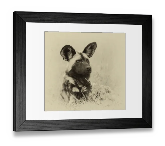 Framed Print : African wild dog (Lycaon pictus) portrait Framed Print : African wild dog (Lycaon pictus) portrait