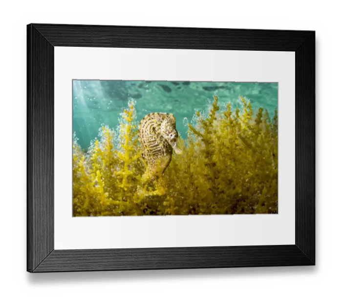 Framed Print : Lined seahorse (Hippocampus erectus) male clinging to algae in a land locked alakaline Framed Print : Lined seahorse (Hippocampus erectus) male clinging to algae in a land locked alakaline