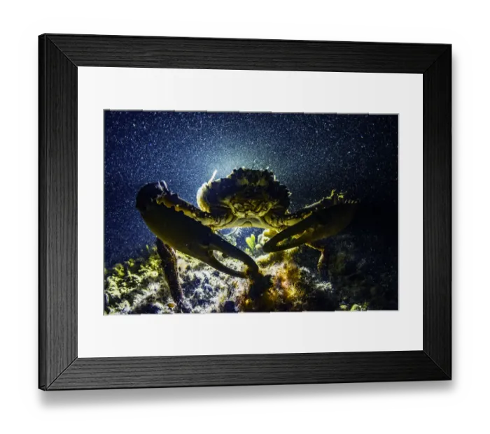 Framed Print : Channel clinging crab (Mithrax spinosissimus), Eleuthera, Bahamas Framed Print : Channel clinging crab (Mithrax spinosissimus), Eleuthera, Bahamas
