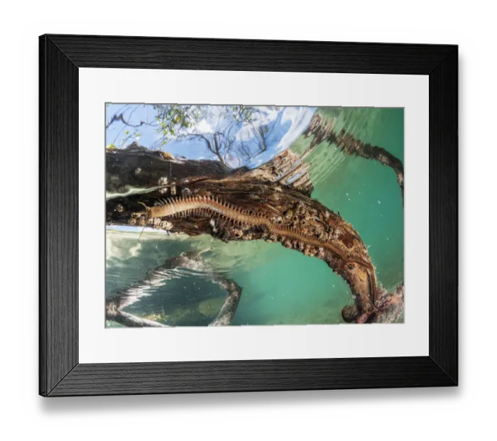 Framed Print : Atlantic Palolo (Eunice fucata) looking for food just before retreating back into her burrow