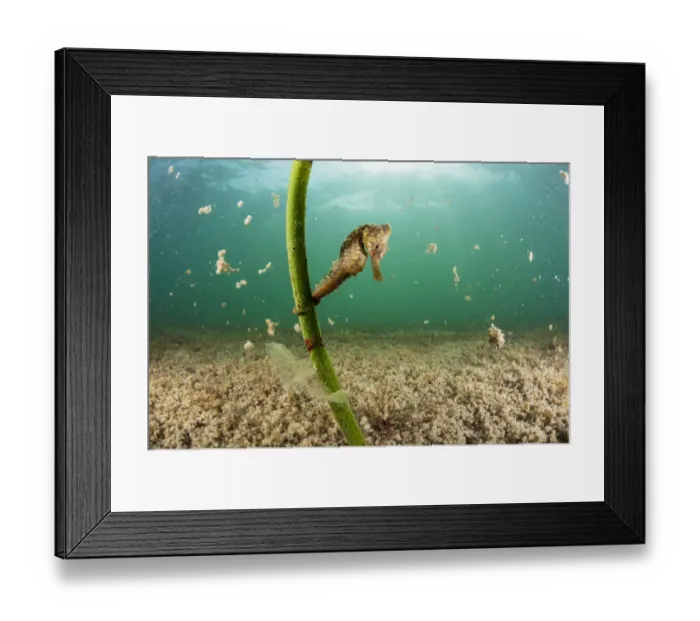 Framed Print : Lined seahorse (Hippocampus erectus) holding onto a red mangrove shoot in a land locked Framed Print : Lined seahorse (Hippocampus erectus) holding onto a red mangrove shoot in a land locked