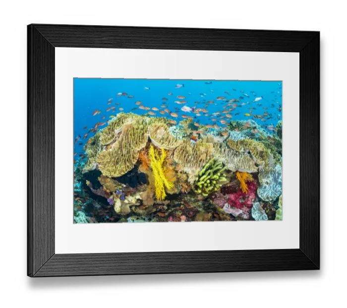 Framed Print : Coral reef scene filled with a great diversity of fish and coral life, near Alor, Indonesia Framed Print : Coral reef scene filled with a great diversity of fish and coral life, near Alor, Indonesia