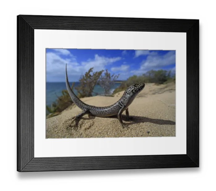 Framed Print : Bull Skink (Liopholis multiscutata) in coastal dunes at Browns Beach on Kangaroo Island Framed Print : Bull Skink (Liopholis multiscutata) in coastal dunes at Browns Beach on Kangaroo Island
