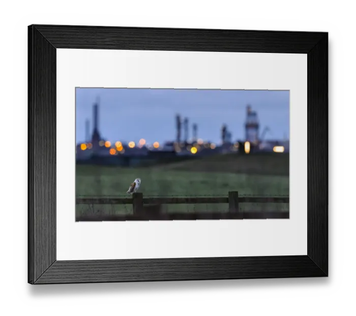 Framed Print : Barn owl (Tyto alba) perched on fence post at dusk, with industrial estates of Teeside Framed Print : Barn owl (Tyto alba) perched on fence post at dusk, with industrial estates of Teeside