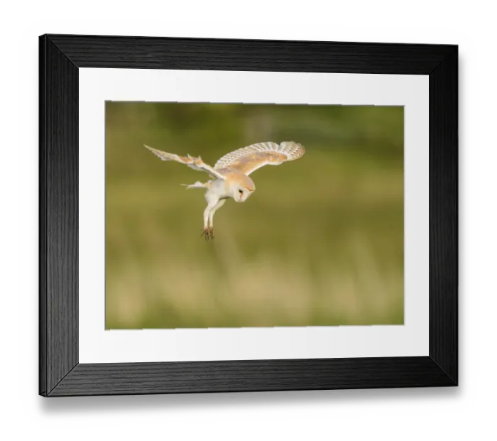 Framed Print : Barn owl (Tyto alba) hovering whilst hunting in flight. Suffolk, UK. June, Cropped Framed Print : Barn owl (Tyto alba) hovering whilst hunting in flight. Suffolk, UK. June, Cropped