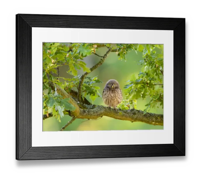 Framed Print : Little Owl (Athene noctua) immature perched in oak tree, London. July Framed Print : Little Owl (Athene noctua) immature perched in oak tree, London. July