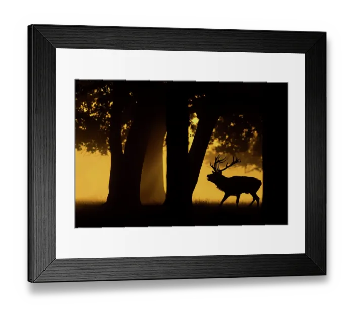Framed Print : Red deer (Cervus elaphus) stag roaring, silhouetted under trees at sunrise. Bushy Park, London, UK. September Framed Print : Red deer (Cervus elaphus) stag roaring, silhouetted under trees at sunrise. Bushy Park, London, UK. September