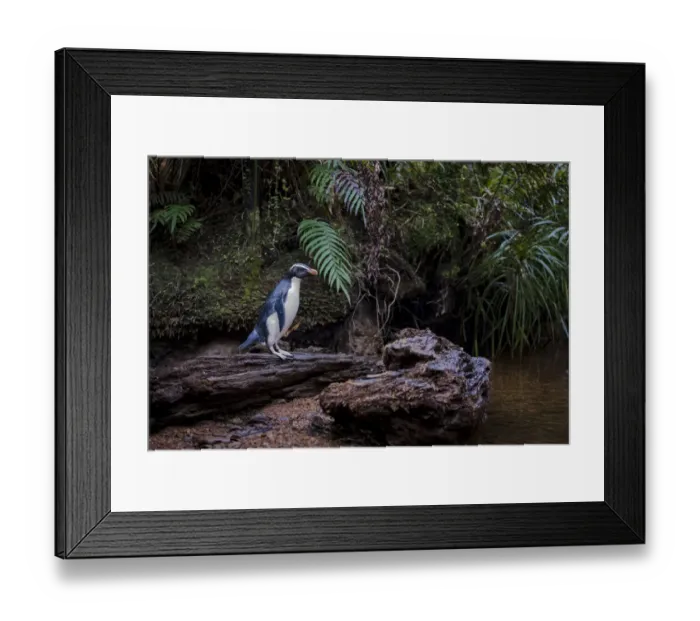 Framed Print : Fiordland penguin (Eudyptes pachyrhynchus) heads back up stream to its nest in Framed Print : Fiordland penguin (Eudyptes pachyrhynchus) heads back up stream to its nest in