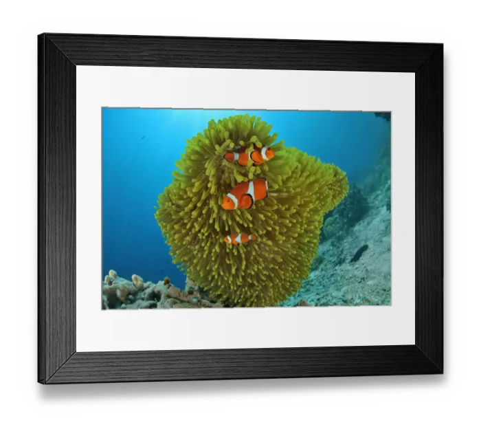Framed Print : False clown anemonefish (Amphiprion ocellaris) in a magnificent sea anemone (Heteractis magnifica) Framed Print : False clown anemonefish (Amphiprion ocellaris) in a magnificent sea anemone (Heteractis magnifica)