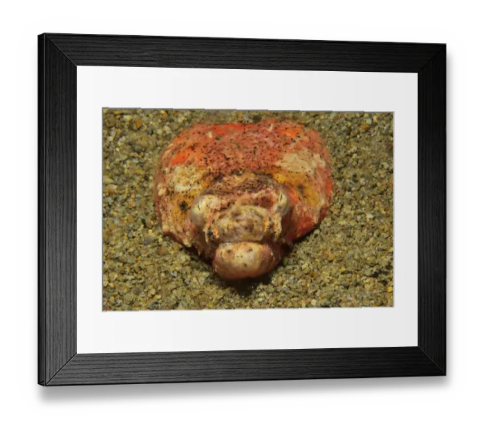 Framed Print : Henshaws snake eel (Brachysomophis henshawi) burried in the sand, Sulu sea Framed Print : Henshaws snake eel (Brachysomophis henshawi) burried in the sand, Sulu sea