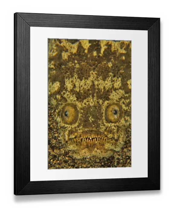 Framed Print : Stargazer (Uranoscopus sulphureus) half buried in the sand, Sulu sea, Philippines Framed Print : Stargazer (Uranoscopus sulphureus) half buried in the sand, Sulu sea, Philippines
