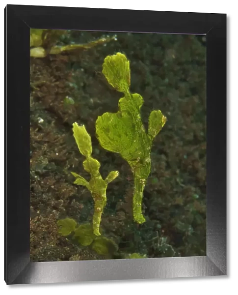 Halimeda ghost pipefish (Solenostomus halimeda) mimicking the halimeda algae. Sulu sea