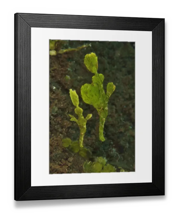 Framed Print : Halimeda ghost pipefish (Solenostomus halimeda) mimicking the halimeda algae. Sulu sea Framed Print : Halimeda ghost pipefish (Solenostomus halimeda) mimicking the halimeda algae. Sulu sea