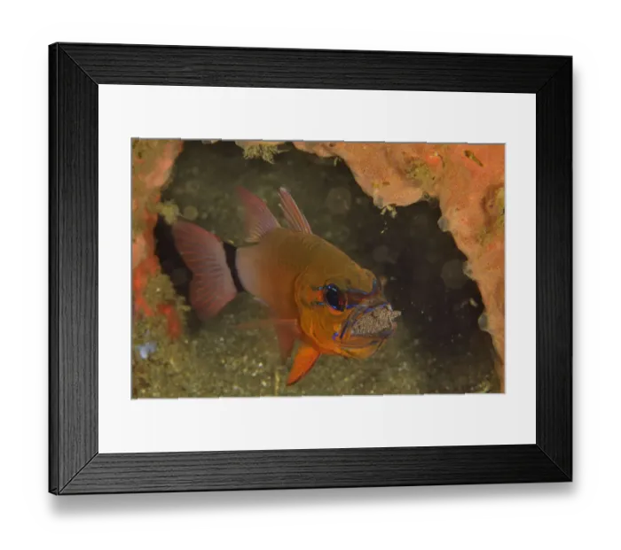 Framed Print : Ring-tailed  /  Golden cardinalfish (Ostorhinchus aureus) male incubating its eggs in its mouth