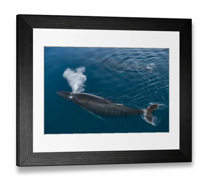 Framed Print : Humpback whale (Megaptera novaeangliae) surfacing with baby, Antarctic Peninsula, Antarctica Framed Print : Humpback whale (Megaptera novaeangliae) surfacing with baby, Antarctic Peninsula, Antarctica