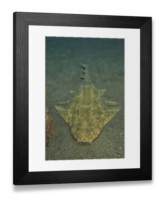 Framed Print : Angel shark (Squatina squatina) laying on the sand, Canary Islands Framed Print : Angel shark (Squatina squatina) laying on the sand, Canary Islands