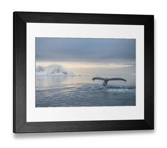 Framed Print : Humpback whale (Megaptera novaeangliae) fluke Antarctic Peninsula, Antarctica Framed Print : Humpback whale (Megaptera novaeangliae) fluke Antarctic Peninsula, Antarctica