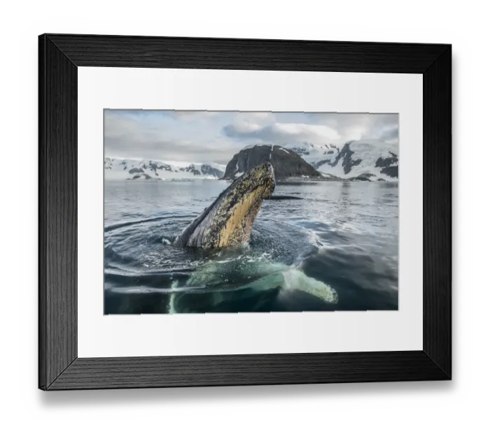 Framed Print : Humpback whale (Megaptera novaeangliae) spyhoping, Antarctic Peninsula, Antarctica Framed Print : Humpback whale (Megaptera novaeangliae) spyhoping, Antarctic Peninsula, Antarctica