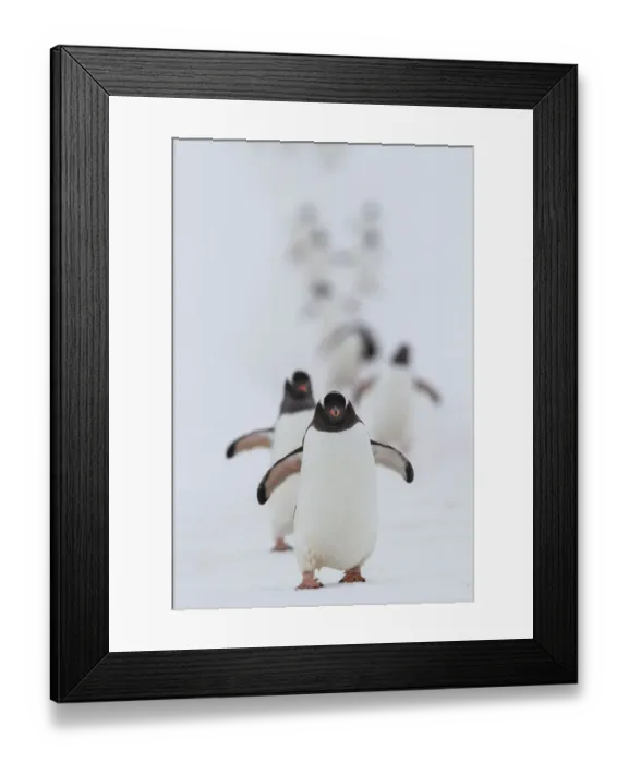 Framed Print : Gentoo penguins (Pygoscelis papua) walking in line, returning to nesting area, Port Charcot