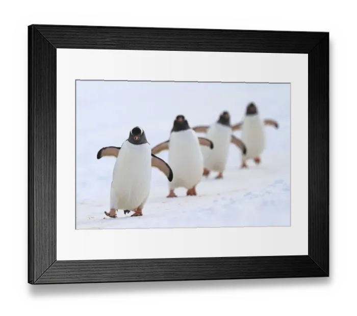 Framed Print : Gentoo penguins (Pygoscelis papua) walking in line, returning to nesting area, Port Charcot Framed Print : Gentoo penguins (Pygoscelis papua) walking in line, returning to nesting area, Port Charcot