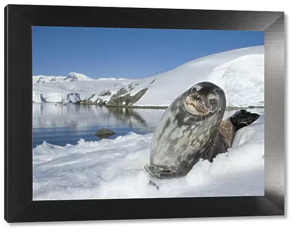 Weddell seal (Leptonychotes weddellii) hauled out on ice, Antarctic Peninsula, Antarctica