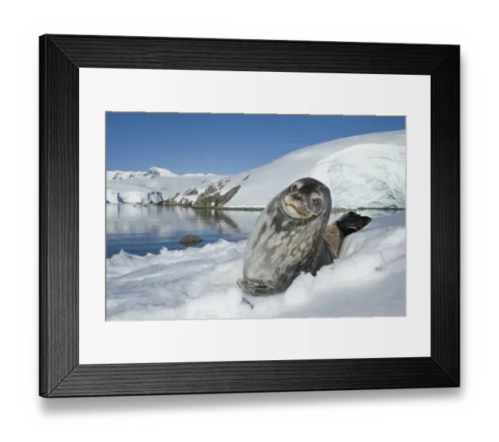 Framed Print : Weddell seal (Leptonychotes weddellii) hauled out on ice, Antarctic Peninsula, Antarctica Framed Print : Weddell seal (Leptonychotes weddellii) hauled out on ice, Antarctic Peninsula, Antarctica