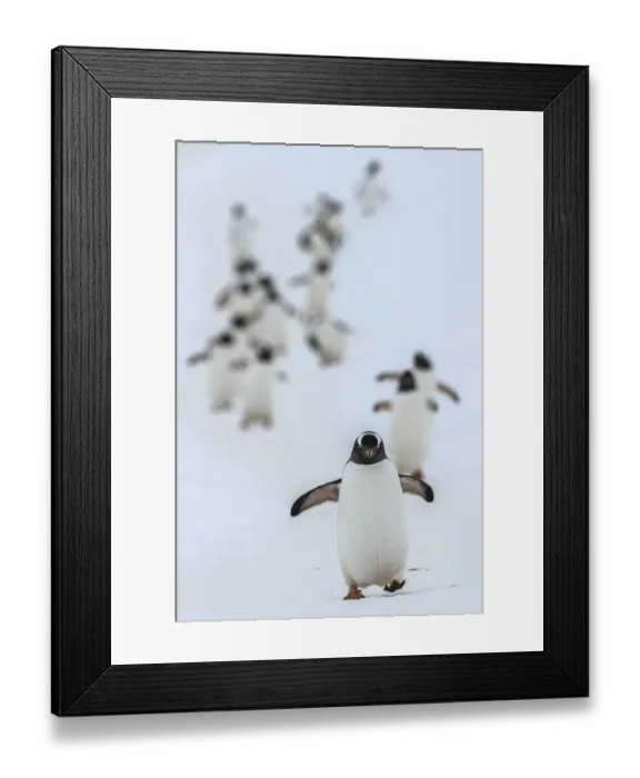 Framed Print : Gentoo penguins (Pygoscelis papua) walking in line, returning to nesting area, Port Charcot Framed Print : Gentoo penguins (Pygoscelis papua) walking in line, returning to nesting area, Port Charcot