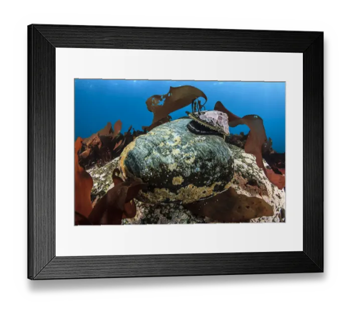 Framed Print : Limpet (Nacella concinna) Antarctic Peninsula, Antarctica Framed Print : Limpet (Nacella concinna) Antarctic Peninsula, Antarctica