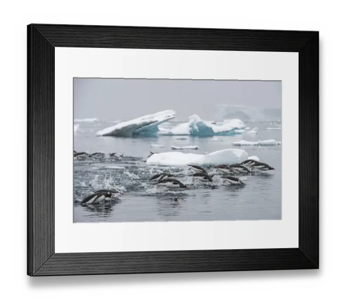 Framed Print : Gentoo penguins (Pygoscelis papua) swimming together in search of krill, Antarctic Peninsula Framed Print : Gentoo penguins (Pygoscelis papua) swimming together in search of krill, Antarctic Peninsula
