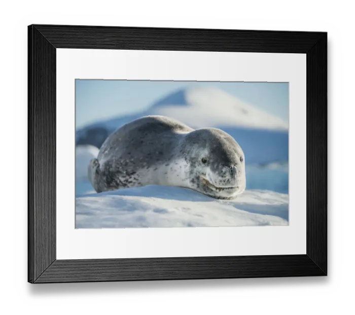 Framed Print : Leopard seal (Hydrurga leptonyx) resting in an iceberg, Port Charcot, Antarctic Peninsula Framed Print : Leopard seal (Hydrurga leptonyx) resting in an iceberg, Port Charcot, Antarctic Peninsula