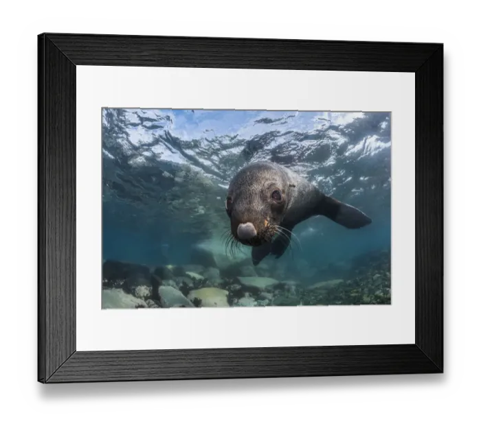 Framed Print : Antarctic fur seal (Arctocephalus gazella), Antarctic Peninsula, Antarctica Framed Print : Antarctic fur seal (Arctocephalus gazella), Antarctic Peninsula, Antarctica