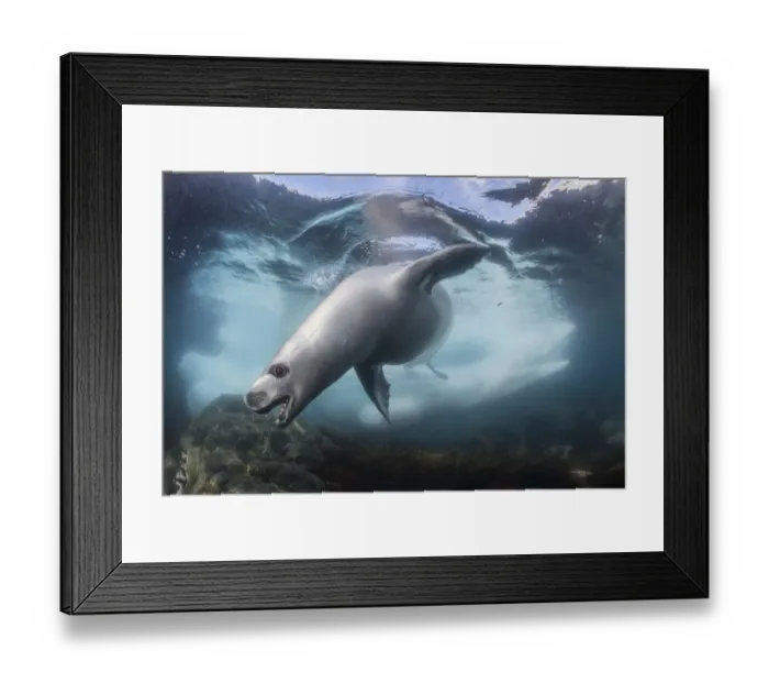 Framed Print : Crabeater seals (Lobodon carcinophaga) hunting under water, Antarctic Peninsula, Antarctica Framed Print : Crabeater seals (Lobodon carcinophaga) hunting under water, Antarctic Peninsula, Antarctica