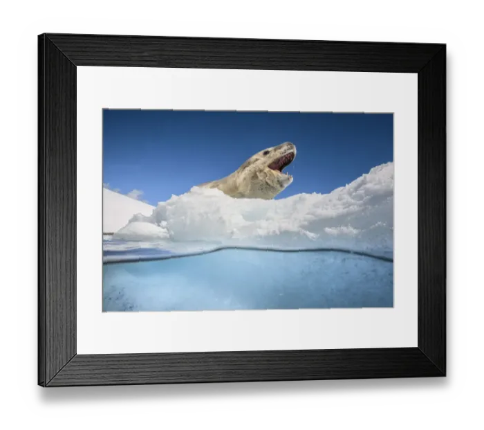 Framed Print : Leopard seal (Hydrurga leptonyx) resting over an iceberg, Antarctic Peninsula, Antarctica Framed Print : Leopard seal (Hydrurga leptonyx) resting over an iceberg, Antarctic Peninsula, Antarctica